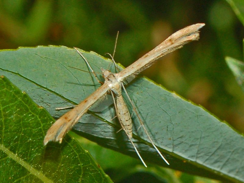 Pterophoridae ID